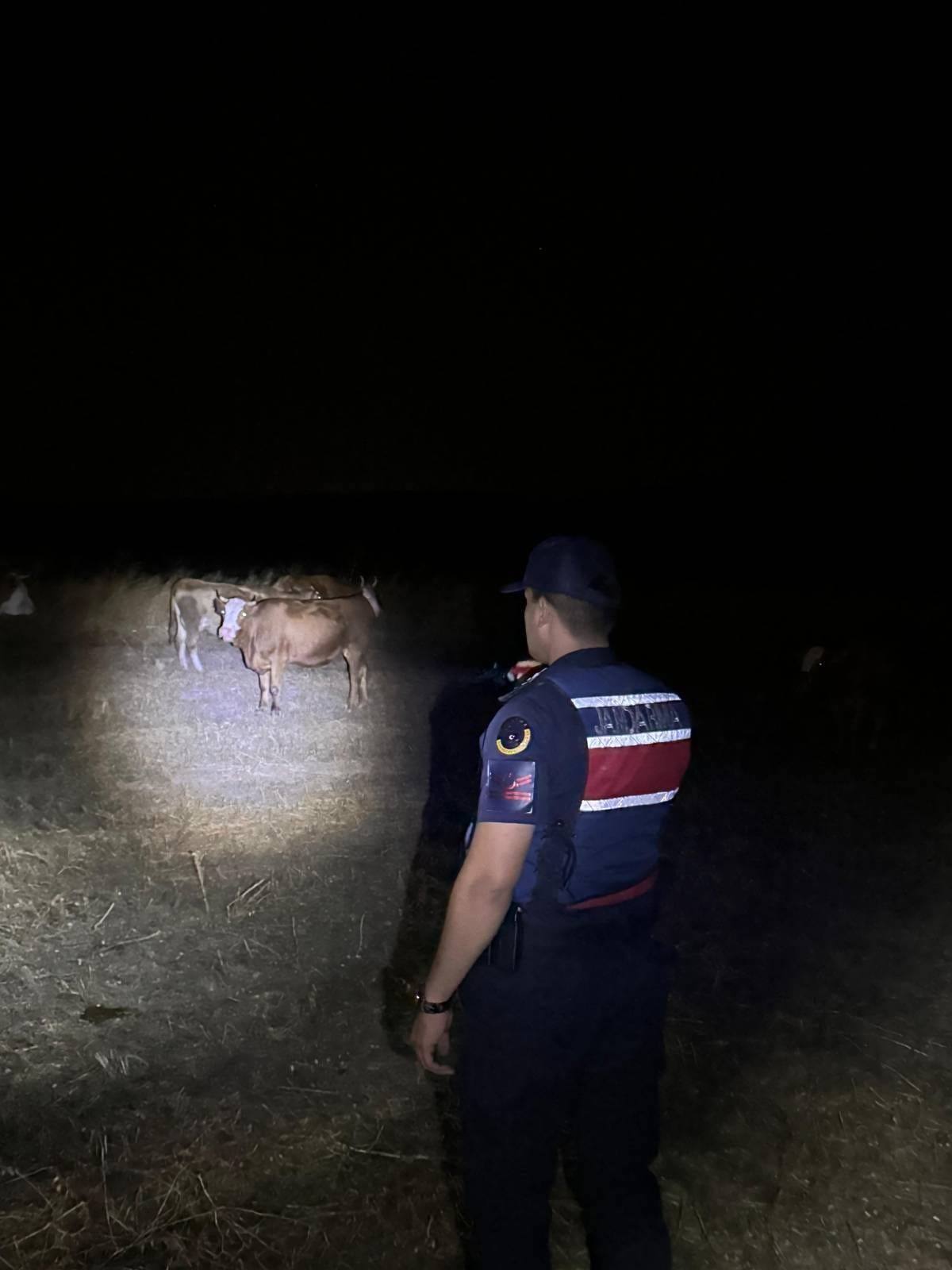 Jandarma Seferber Oldu, Kayıp 8 Büyükbaş Hayvan 6 Kilometre Uzakta Bulundu