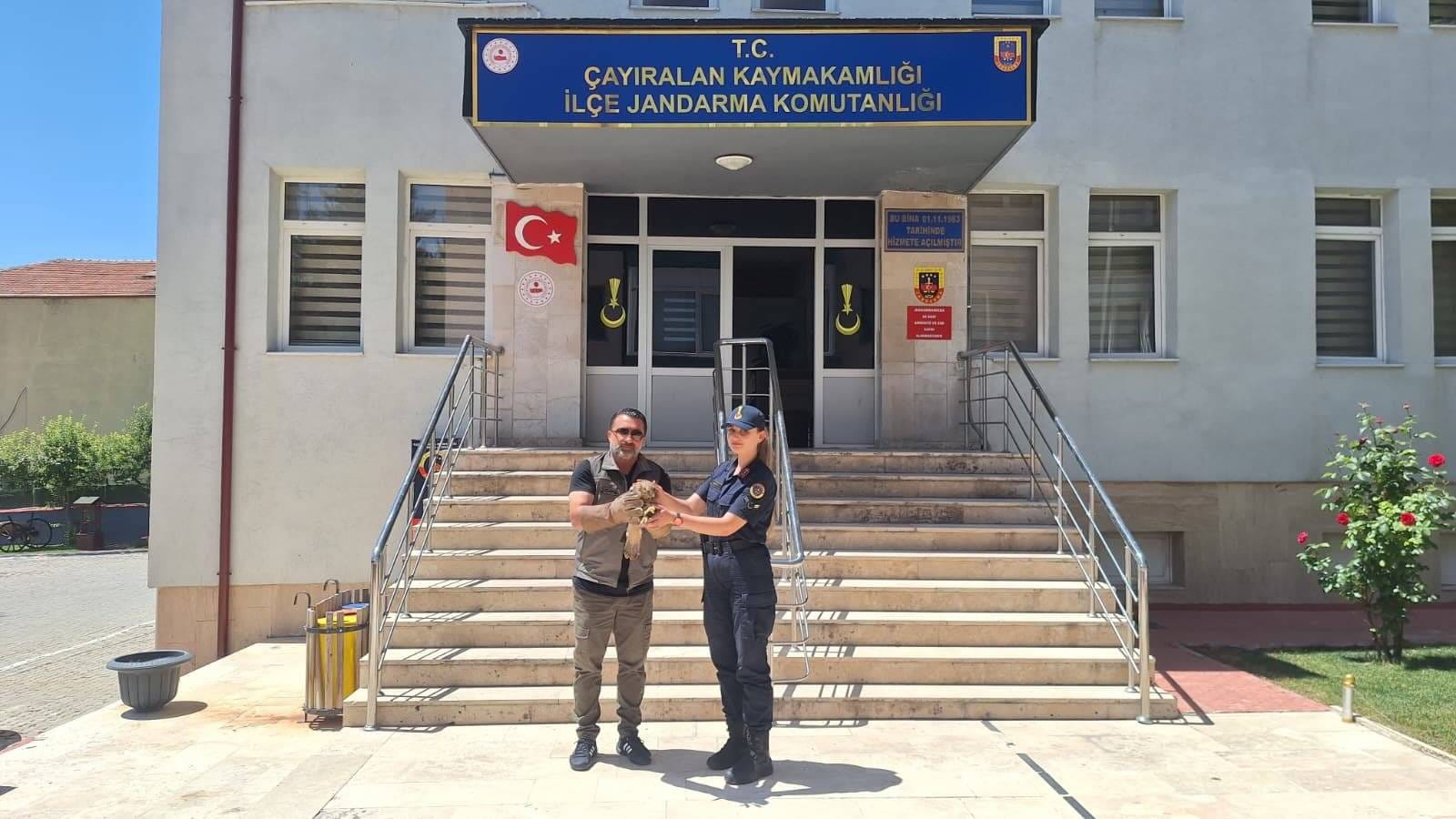 Çayıralan'da Yaralı Şahin Jandarma Tarafından Kurtarıldı