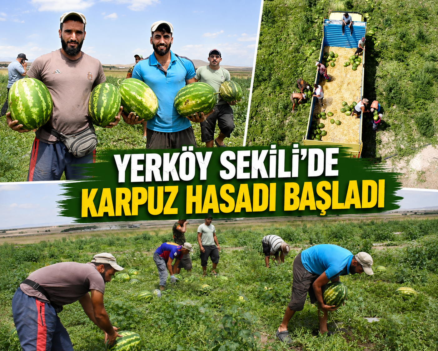 Yerköy Sekili’de Karpuz Hasadı Başladı