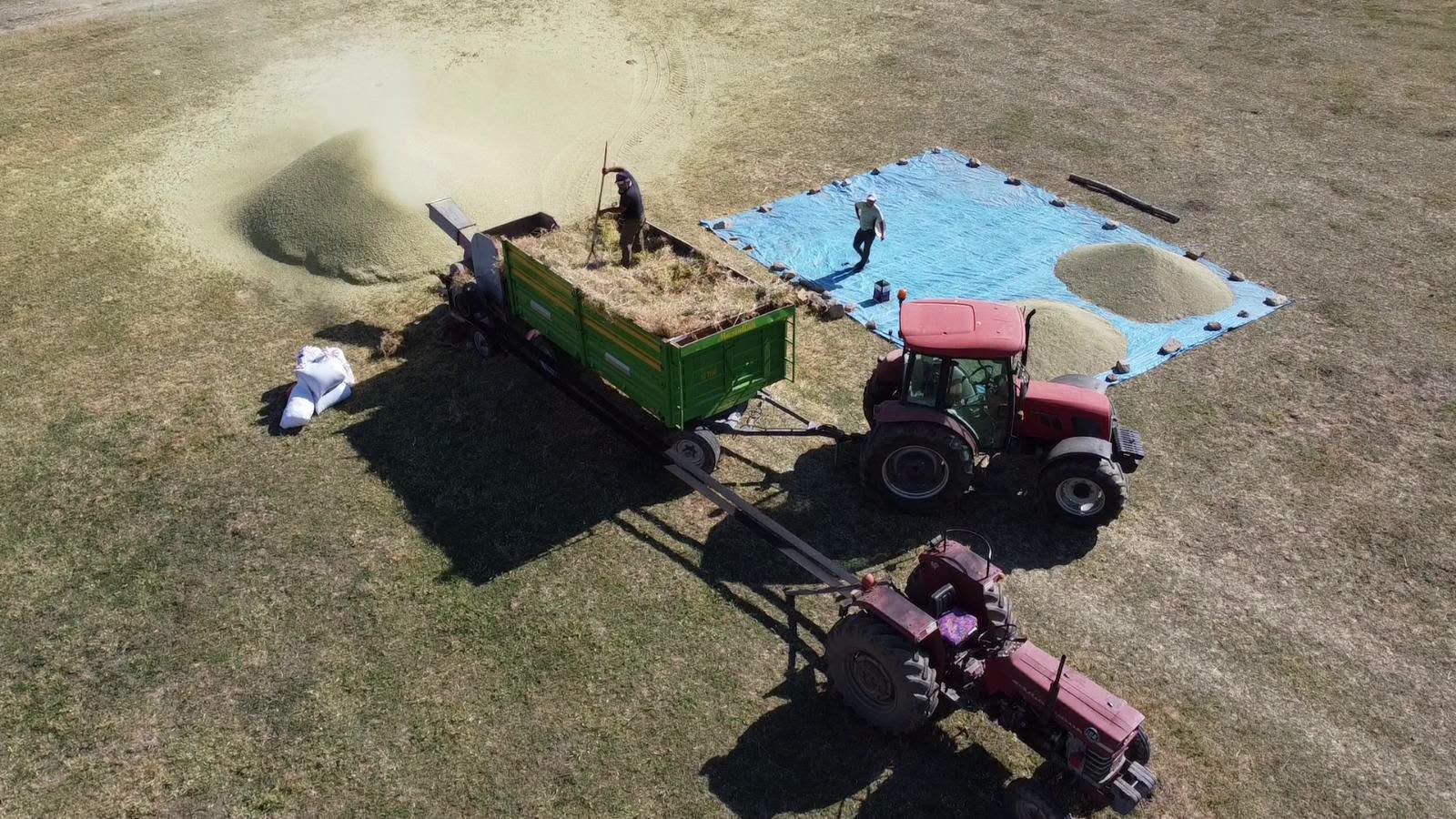 Yozgat’ta Yeşil Mercimek Hasadı Başladı: Hedef 22 Bin 755 Ton
