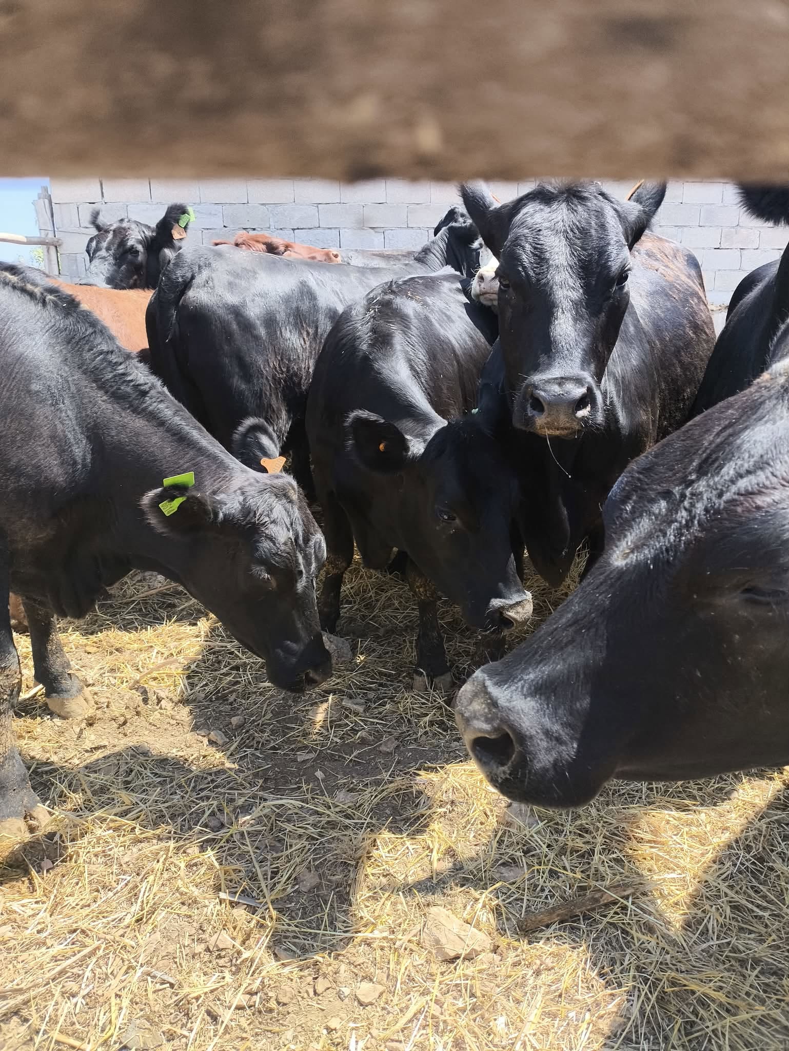 Çekerek’te Angus Gebe Düveler Üreticiye Teslim Edildi
