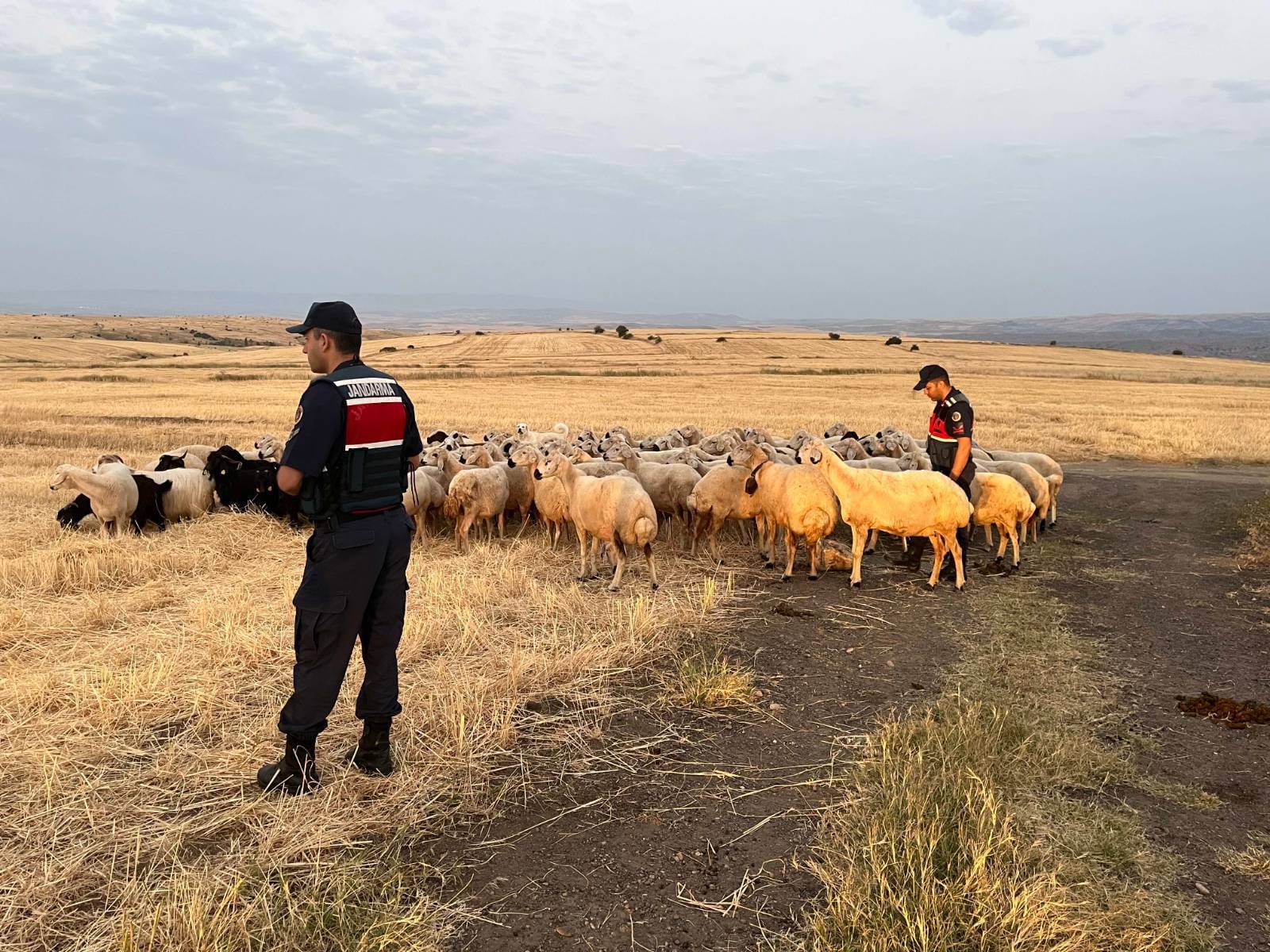 Yozgat’ta 170 Küçükbaş Hayvan Kayboldu! Jandarma ve AFAD Seferber Oldu