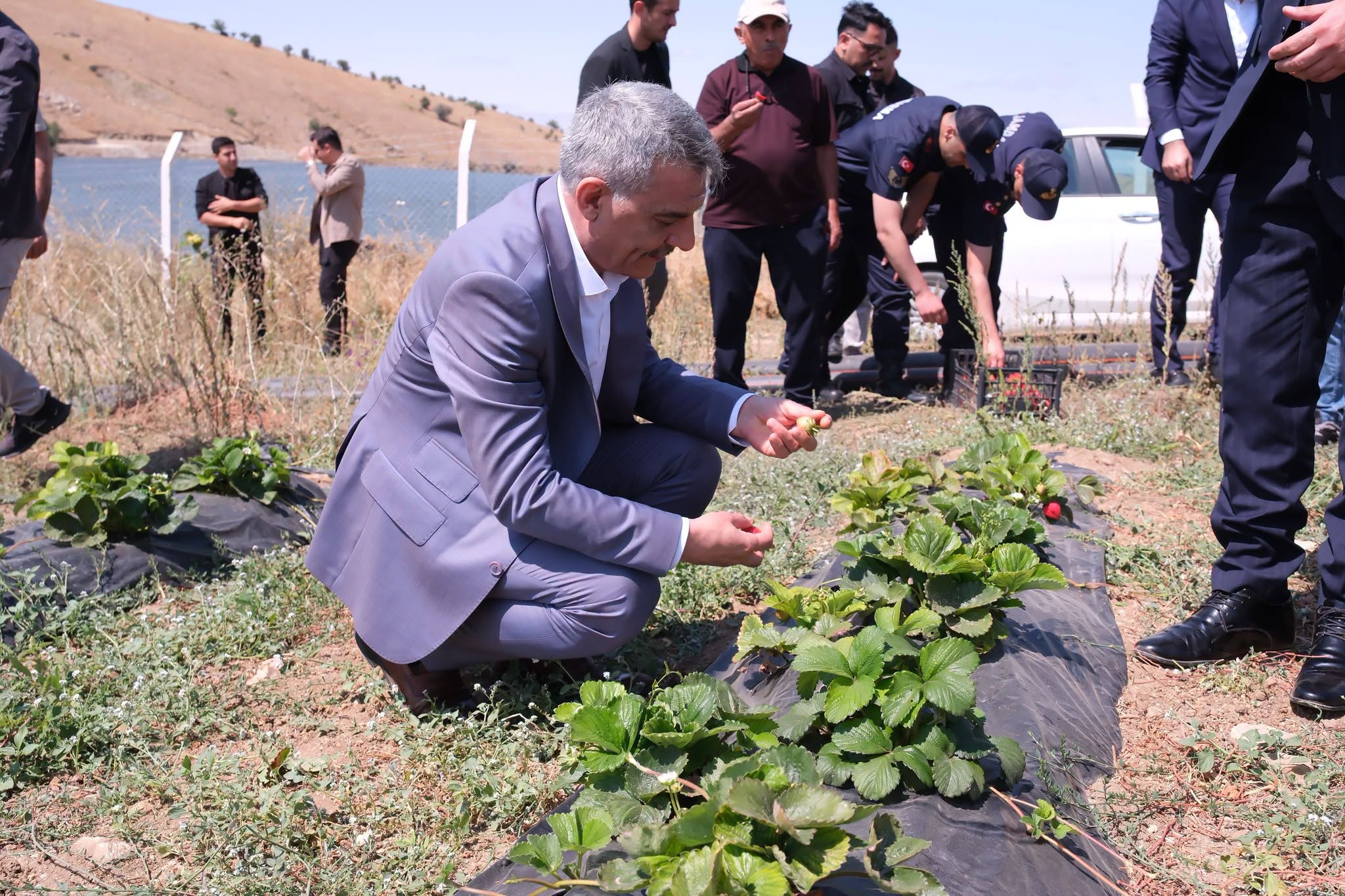 Yozgat’ta Çilek Bereketi! 150 Dekarlık Tarlada Üretim, 60 Kişiye İstihdam