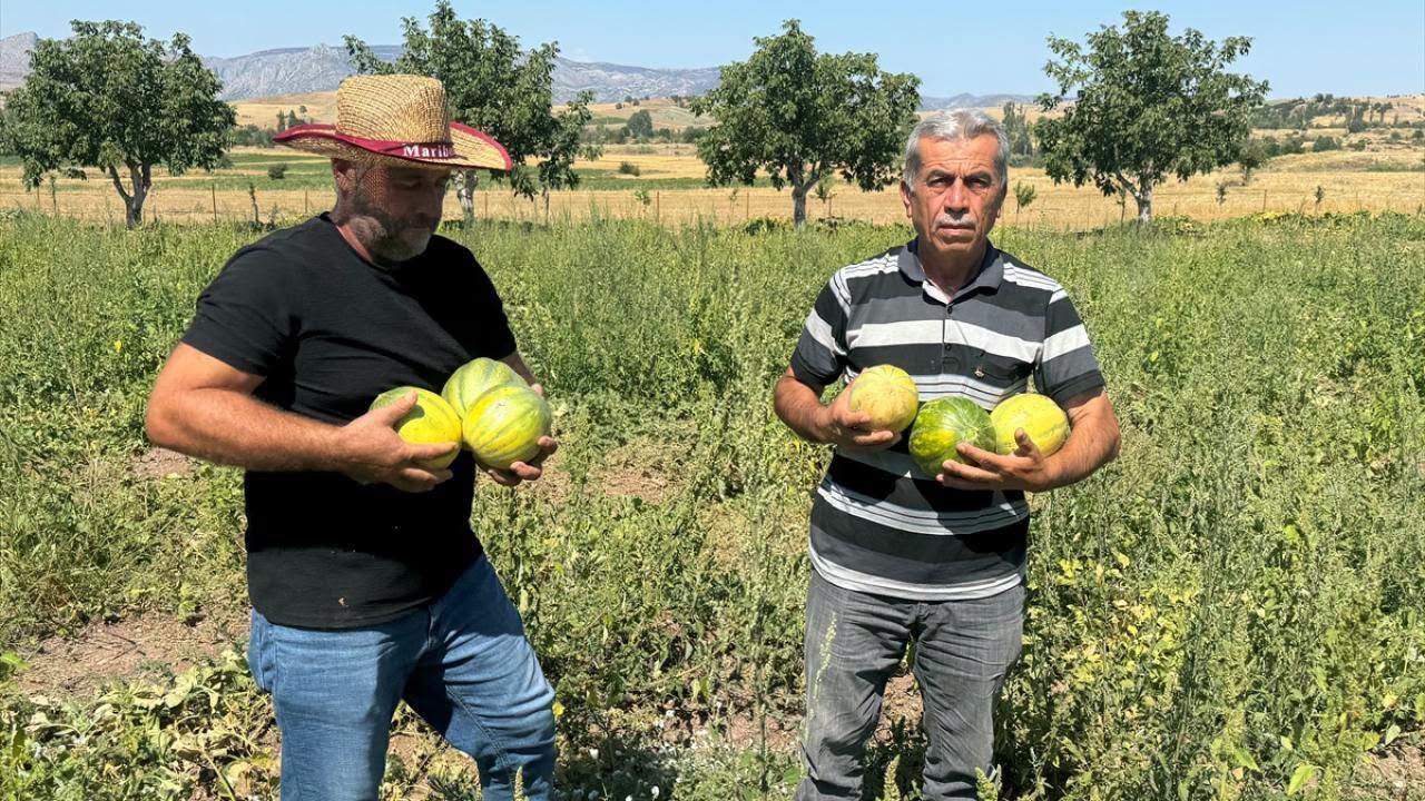 Aydıncık’ta Coğrafi İşaretli Bağrıbütün Kavunu’nda Hasat Başladı