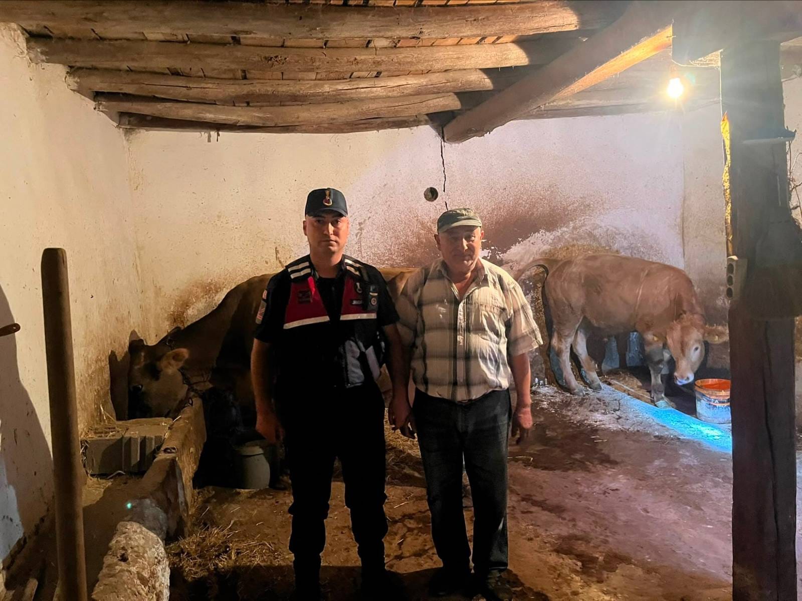 Yenifakılı’da Kayıp 2 Büyükbaş Hayvan Jandarma Ekiplerince Bulundu