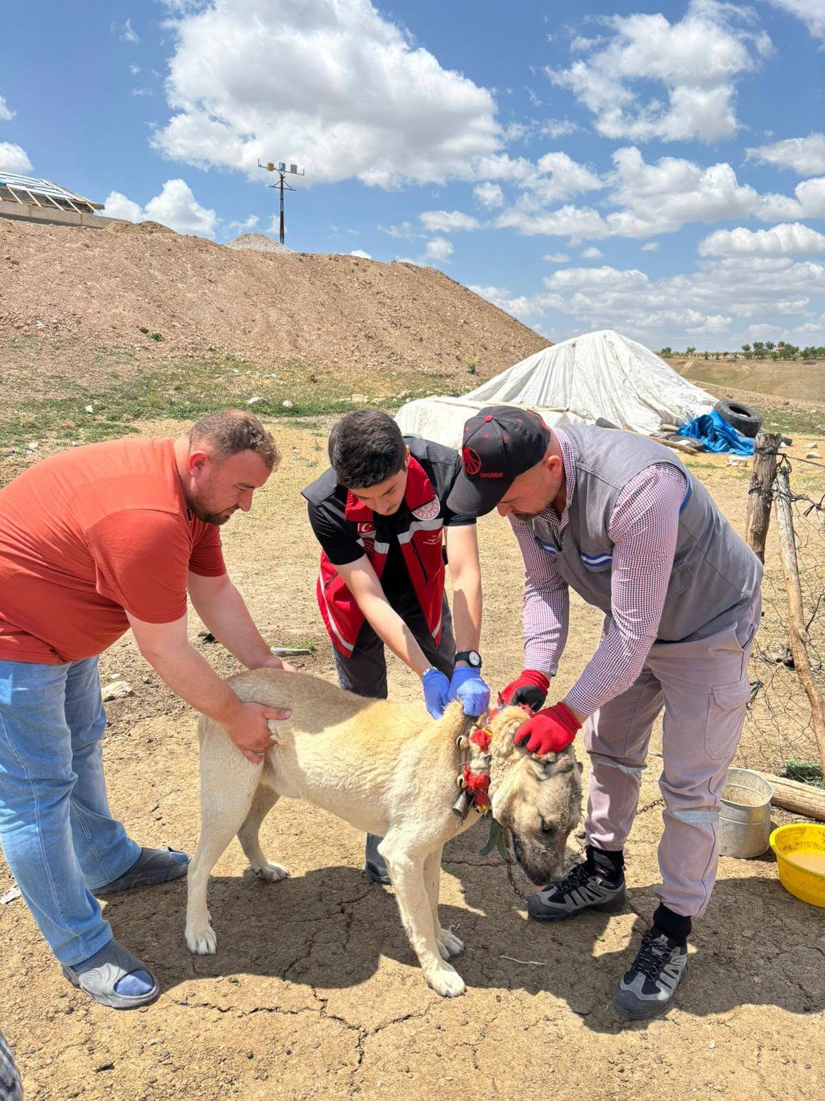 Yozgat Valiliği Uyardı: Köpek Sahiplerine 10 Bin 423 TL Ceza