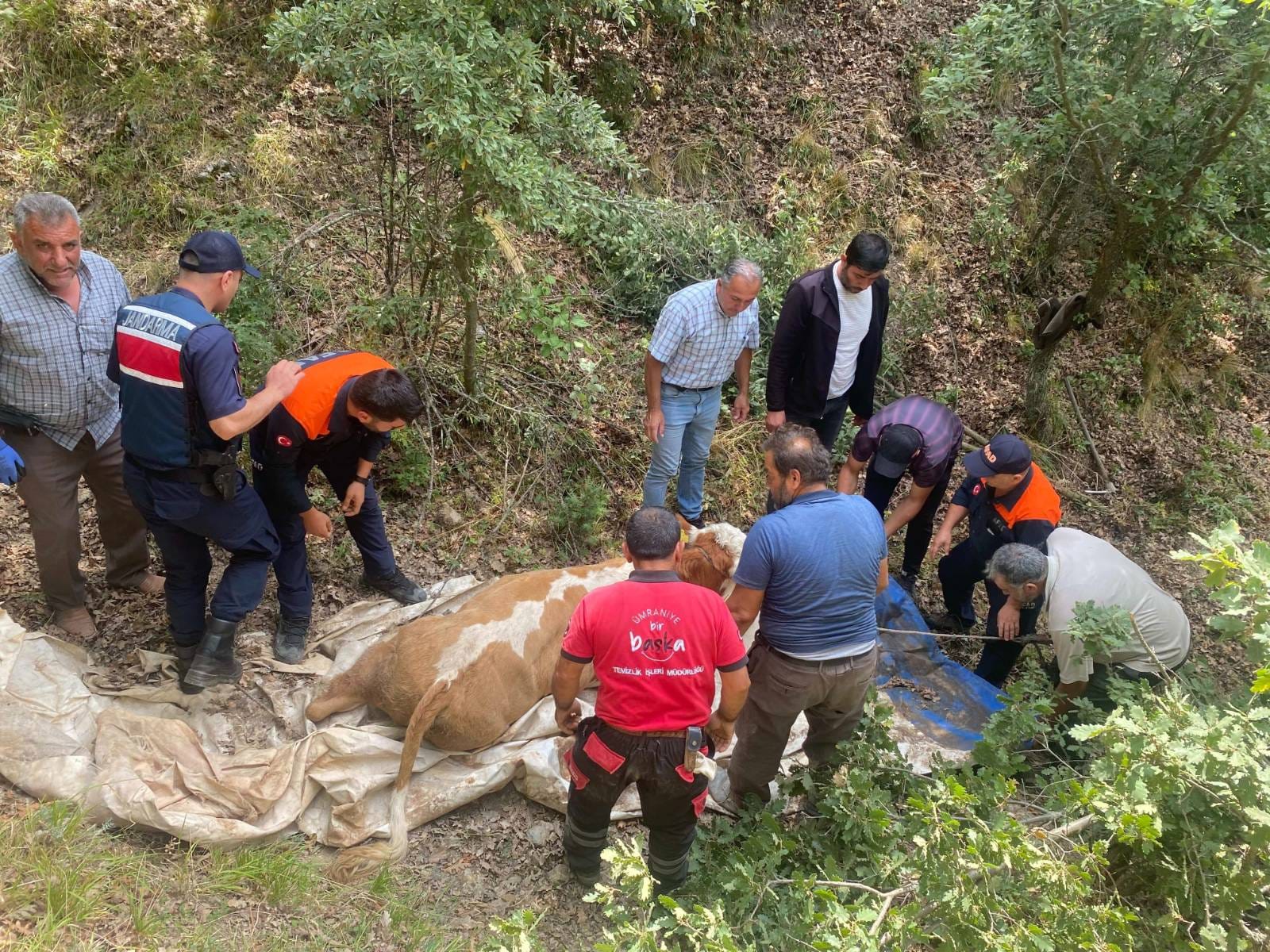 Çekerek’te Dere Yatağına Düşen Büyükbaş Hayvan Kurtarıldı