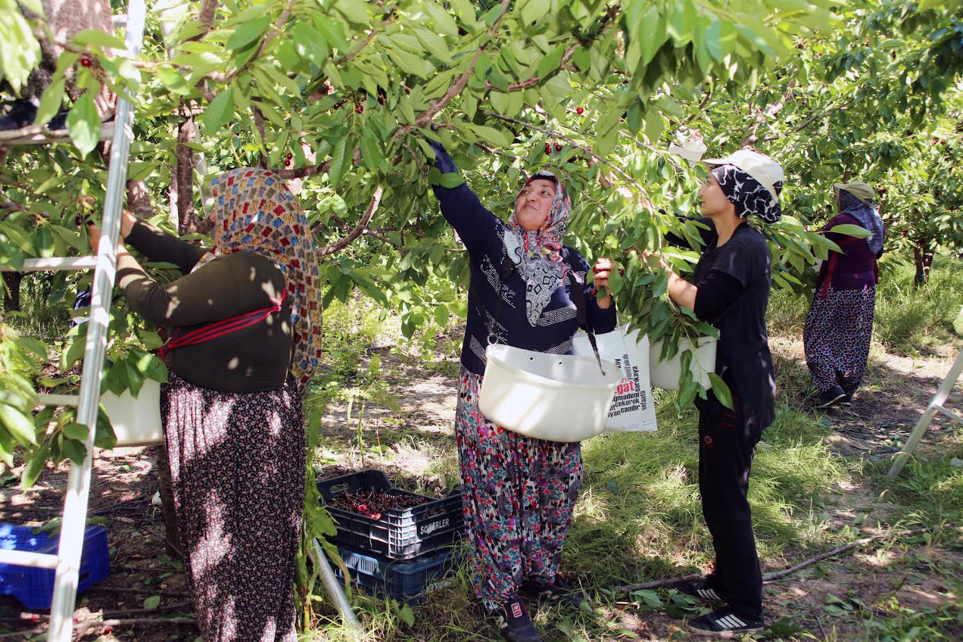 Türkiye'nin En Büyük Meyve Bahçesinde Hasat Heyecanı
