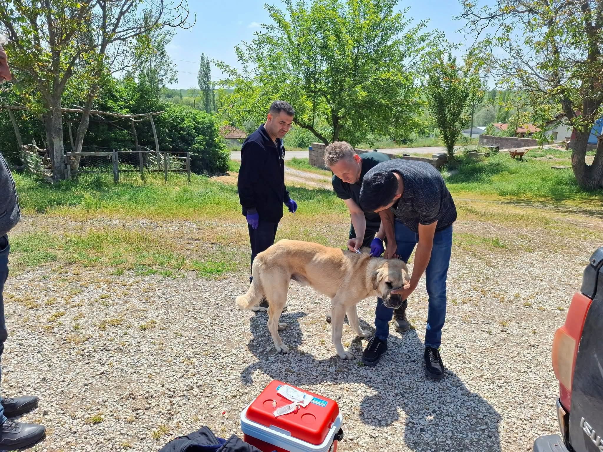 Yozgat'ta Köpek Sahiplerine Kritik Uyarı